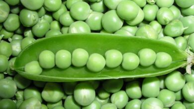 Why Mendel Choose Pea Plant