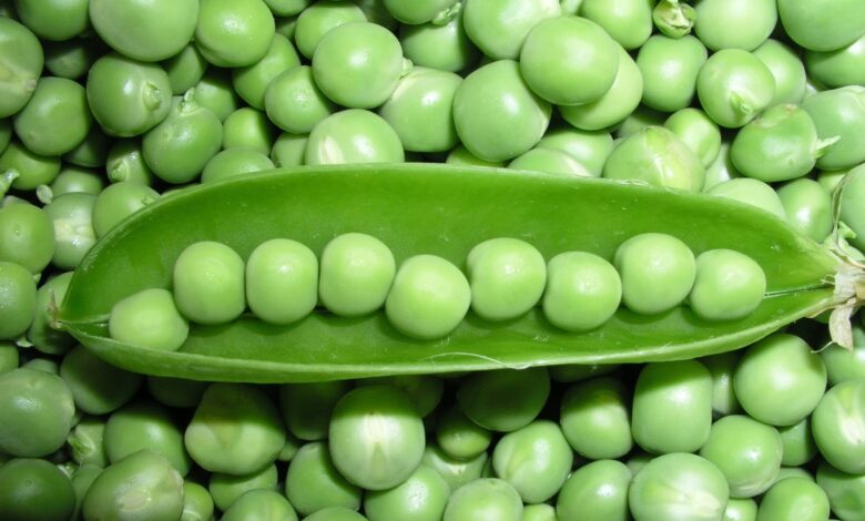 Why Mendel Choose Pea Plant