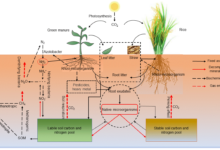 Compare the Use of Manure And Fertilizers in Maintaining Soil Fertility